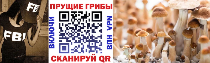 купить наркоту  Чехов  мега tor  Галлюциногенные грибы Cubensis 